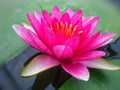 Lotus flower Royalty Free Stock Photo